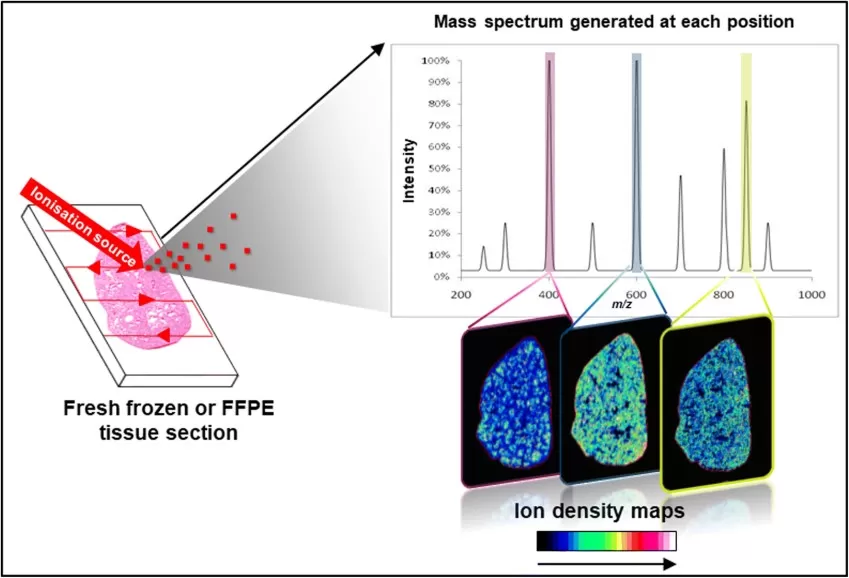 Mass spectrometry imaging (MSI) workflow.